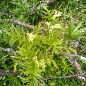 Sambucus gaudichaudiana at Bemboka, NSW - 20 Dec 2022