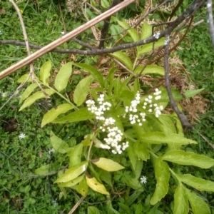 Sambucus gaudichaudiana at Bemboka, NSW - 20 Dec 2022 09:18 AM