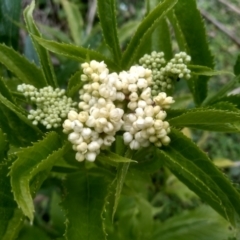 Sambucus gaudichaudiana at Bemboka, NSW - 20 Dec 2022