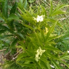 Sambucus gaudichaudiana at Bemboka, NSW - 20 Dec 2022 09:18 AM