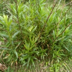 Senecio (genus) (A Fireweed) at Bemboka, NSW - 20 Dec 2022 by mahargiani