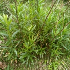 Senecio sp. (A Fireweed) at Bemboka, NSW - 19 Dec 2022 by mahargiani