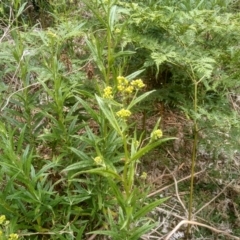 Senecio sp. at Bemboka, NSW - 20 Dec 2022