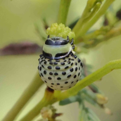 Dicranosterna immaculata (Acacia leaf beetle) at O'Connor, ACT - 17 Dec 2022 by ConBoekel