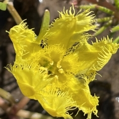 Nymphoides montana (Marshwort) at Wollogorang, NSW - 20 Dec 2022 by JaneR