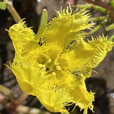 Nymphoides montana (Marshwort) at Wollogorang, NSW - 20 Dec 2022 by JaneR