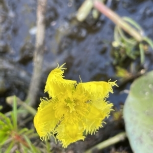 Nymphoides montana at Wollogorang, NSW - 20 Dec 2022