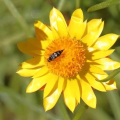 Mordella sp. (genus) (Pintail or tumbling flower beetle) at O'Connor, ACT - 17 Dec 2022 by ConBoekel