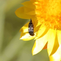 Mordella sp. (genus) at O'Connor, ACT - 17 Dec 2022 12:56 PM