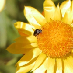 Mordella sp. (genus) at O'Connor, ACT - 17 Dec 2022