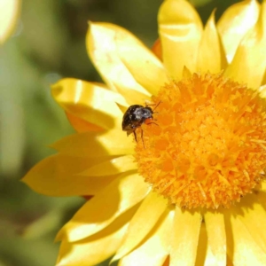 Mordella sp. (genus) at O'Connor, ACT - 17 Dec 2022