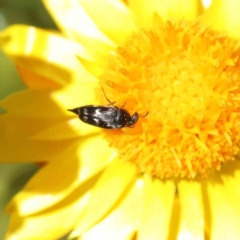 Mordella sp. (genus) at O'Connor, ACT - 17 Dec 2022