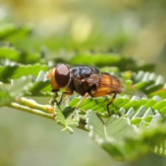 Austalis copiosa (Hover fly) at O'Connor, ACT - 17 Dec 2022 by ConBoekel