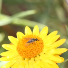 Australiphthiria hilaris (Slender Bee Fly) at Dryandra St Woodland - 17 Dec 2022 by ConBoekel