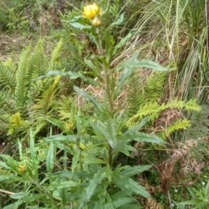 Xerochrysum bracteatum at Bemboka, NSW - 20 Dec 2022 09:23 AM