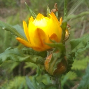 Xerochrysum bracteatum at Bemboka, NSW - 20 Dec 2022 09:23 AM