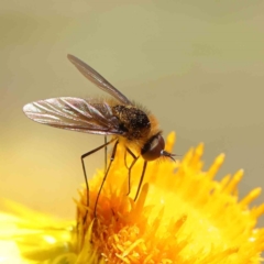Geron sp. (genus) (Slender Bee Fly) at Dryandra St Woodland - 17 Dec 2022 by ConBoekel