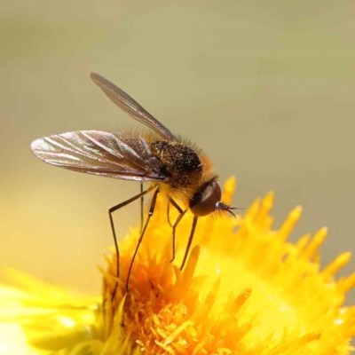 Geron sp. (genus) (Slender Bee Fly) at O'Connor, ACT - 17 Dec 2022 by ConBoekel