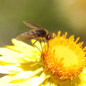 Geron sp. (genus) at O'Connor, ACT - 17 Dec 2022