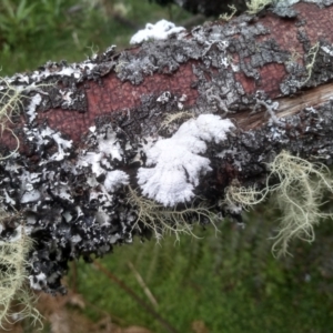 Schizophyllum commune at Bemboka, NSW - 20 Dec 2022