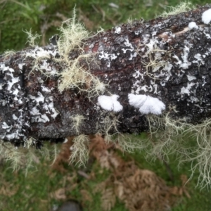 Schizophyllum commune at Bemboka, NSW - 20 Dec 2022 09:34 AM