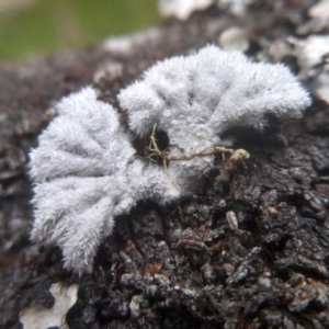 Schizophyllum commune at Bemboka, NSW - 20 Dec 2022 09:34 AM