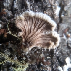 Schizophyllum commune at Bemboka, NSW - 20 Dec 2022 09:34 AM