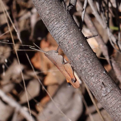 Goniaea opomaloides (Mimetic Gumleaf Grasshopper) at O'Connor, ACT - 17 Dec 2022 by ConBoekel