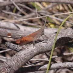 Goniaea opomaloides at O'Connor, ACT - 17 Dec 2022