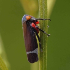 Eurymeloides lineata (Lined gumtree hopper) at O'Connor, ACT - 17 Dec 2022 by ConBoekel