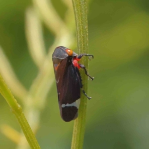 Eurymeloides minuta at O'Connor, ACT - 17 Dec 2022