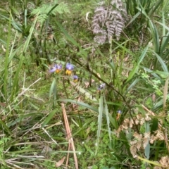 Dianella tasmanica (Tasman Flax Lily) at Nunnock Grassland Walking Track - 19 Dec 2022 by mahargiani