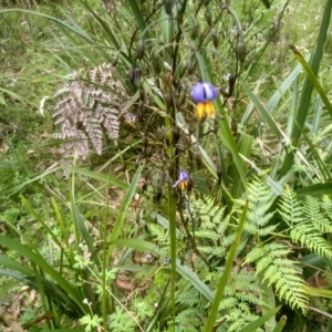 Dianella tasmanica at Tantawangalo, NSW - 20 Dec 2022 10:35 AM