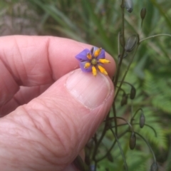 Dianella tasmanica at Tantawangalo, NSW - 20 Dec 2022