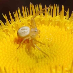 Lehtinelagia prasina (Leek-green flower spider) at Dryandra St Woodland - 15 Dec 2022 by ConBoekel