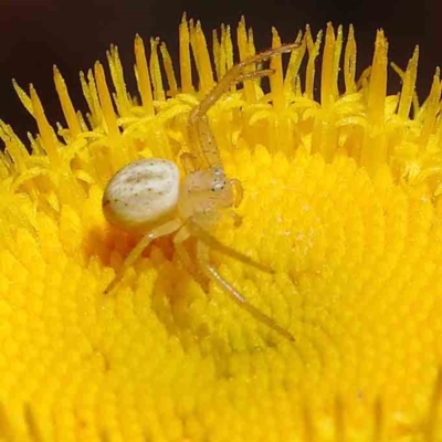 Lehtinelagia prasina (Leek-green flower spider) at Dryandra St Woodland - 15 Dec 2022 by ConBoekel