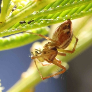 Oxyopes sp. (genus) at O'Connor, ACT - 17 Dec 2022