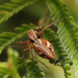 Oxyopes sp. (genus) at O'Connor, ACT - 17 Dec 2022