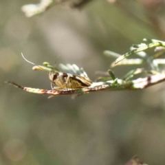 Macrobathra arrectella (A Gelechioid moth) at O'Connor, ACT - 17 Dec 2022 by ConBoekel