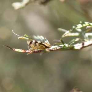 Macrobathra arrectella at O'Connor, ACT - 17 Dec 2022 12:32 PM