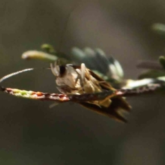 Macrobathra arrectella at O'Connor, ACT - 17 Dec 2022