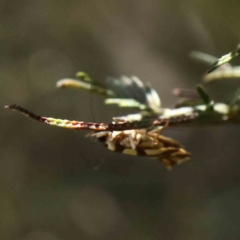 Macrobathra arrectella at O'Connor, ACT - 17 Dec 2022 12:32 PM