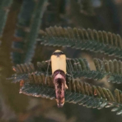 Edosa xystidophora (Tineid moth) at Dryandra St Woodland - 17 Dec 2022 by ConBoekel