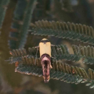 Edosa xystidophora at O'Connor, ACT - 17 Dec 2022