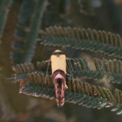 Edosa xystidophora (Tineid moth) at Dryandra St Woodland - 17 Dec 2022 by ConBoekel