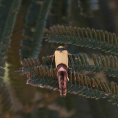 Edosa xystidophora at O'Connor, ACT - 17 Dec 2022