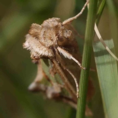 Cosmodes elegans (Green Blotched Moth) at Dryandra St Woodland - 17 Dec 2022 by ConBoekel