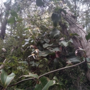 Smilax australis at Tantawangalo, NSW - 20 Dec 2022