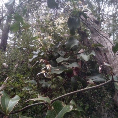 Smilax australis (Barbed-Wire Vine) at Nunnock Grassland Walking Track - 19 Dec 2022 by mahargiani