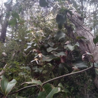 Smilax australis (Barbed-Wire Vine) at Tantawangalo, NSW - 19 Dec 2022 by mahargiani